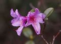 Rhodoendron praecox Różanecznik